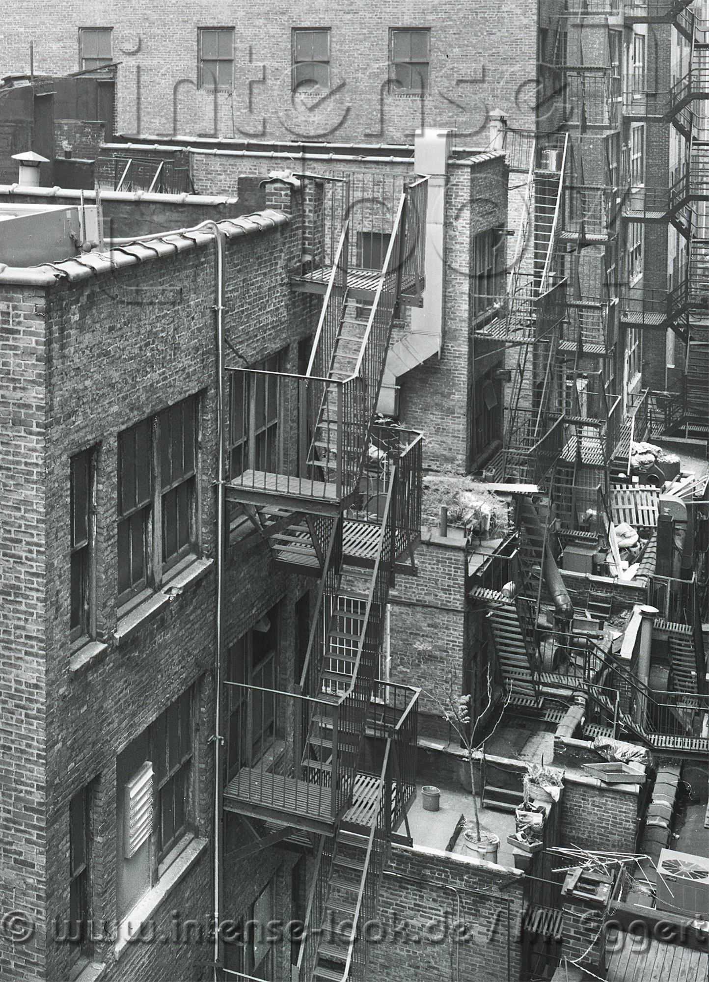 NYC – Backyard